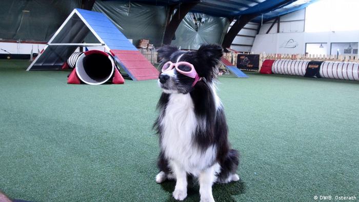 Wie Sinnvoll Ist Die Brille Für Den Hund