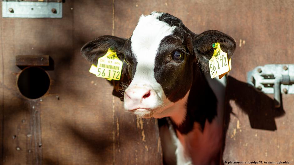 Thousands of newborn calves illegally killed each year in Germany