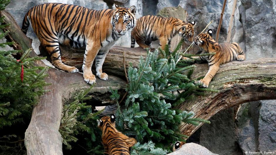 Berlin zoo animals feast on, play with Christmas trees News DW 05