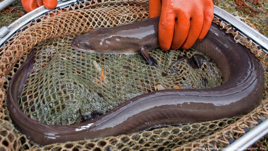 Eels released as Europe tries to replenish decimated fishery News