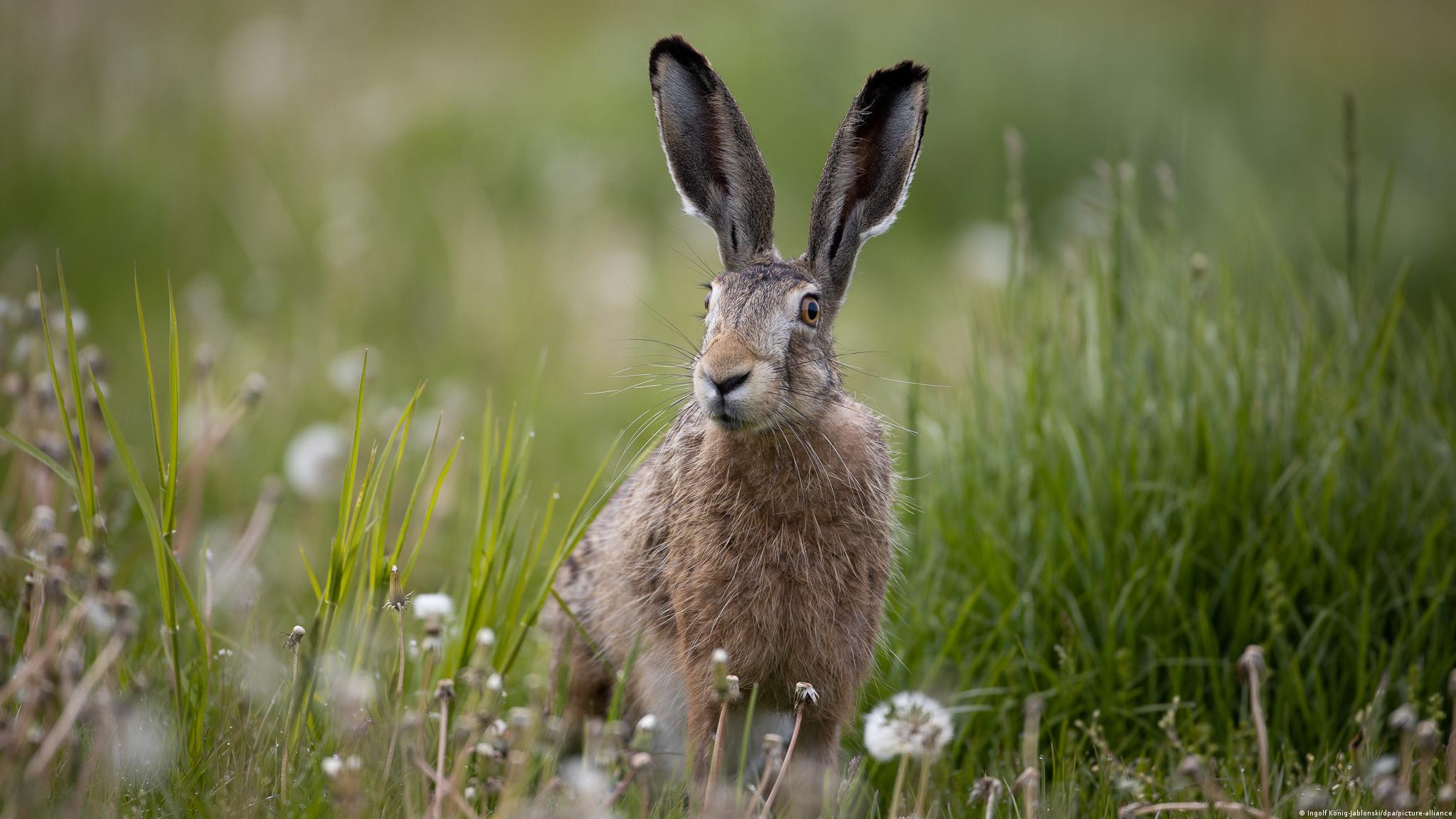 German strange rabbit r/casualEurope