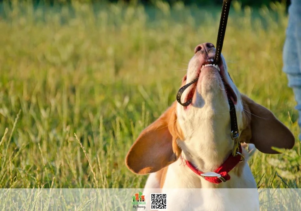 Leash Reactivity DW Dog Training