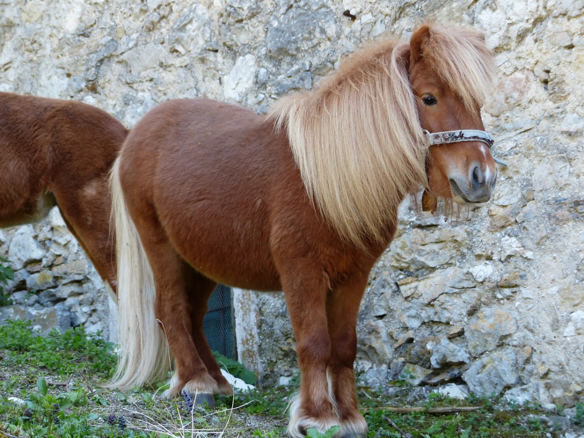 Pony Schreibung, Definition, Bedeutung, Etymologie, Synonyme