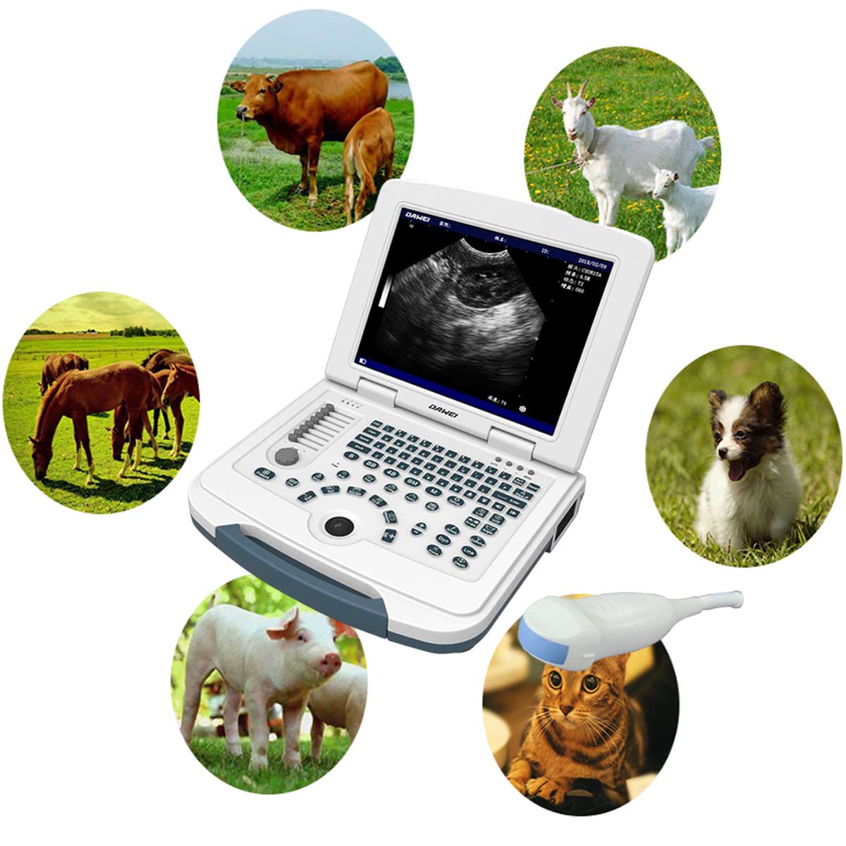 B/W ultrasound in pregnancy diagnosis in sheep