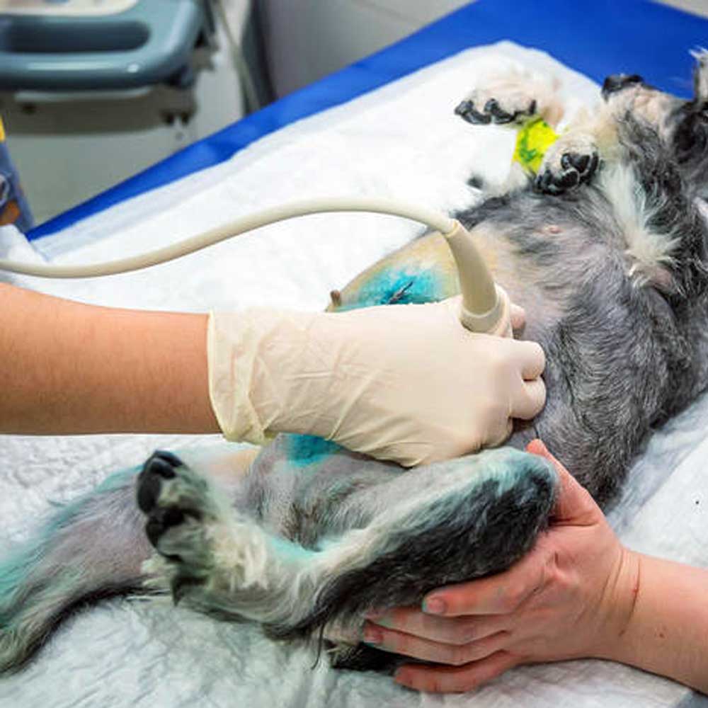 Dog Ultrasound Pregnancy Examination