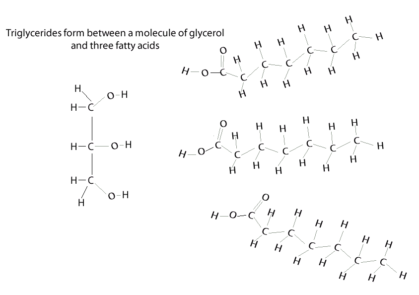 biologycondensation reactions.