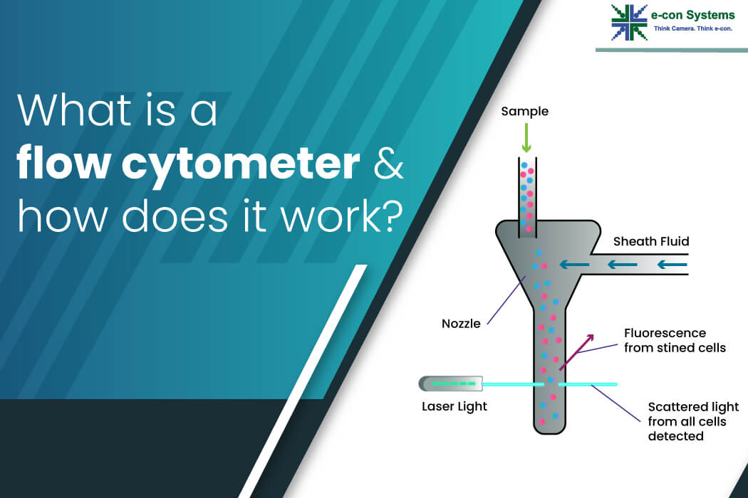 Flow Cytometry Diagram