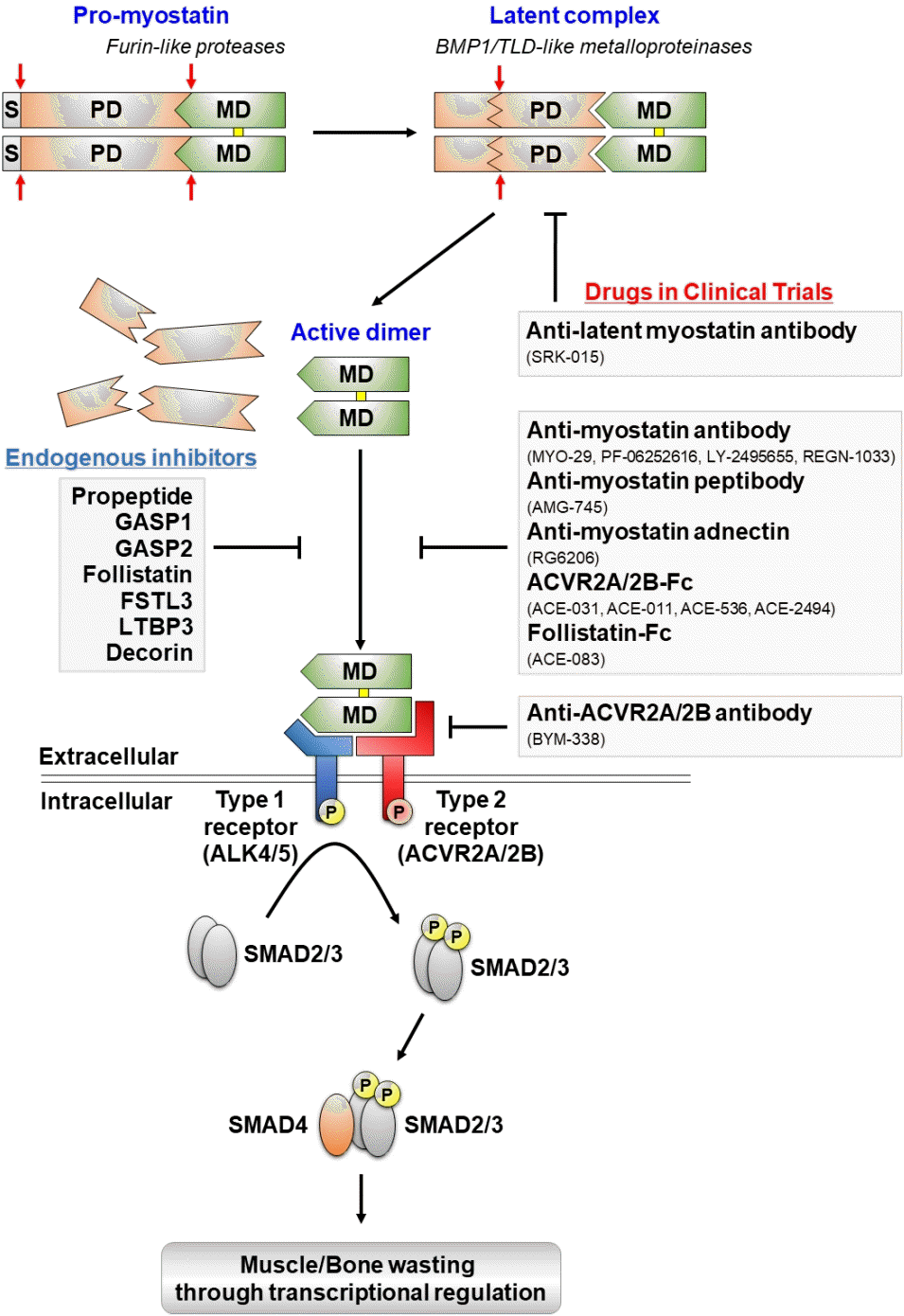 Journal of Bone Metabolism