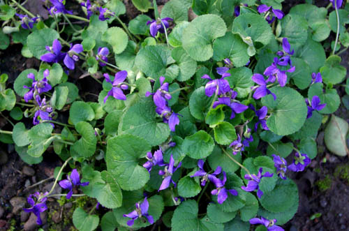 ELandscape Specialty Solutions, LLC.Early Spring Weed Identification