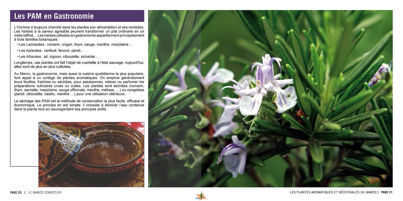 Les Principales Plantes Aromatiques et Médicinales du
