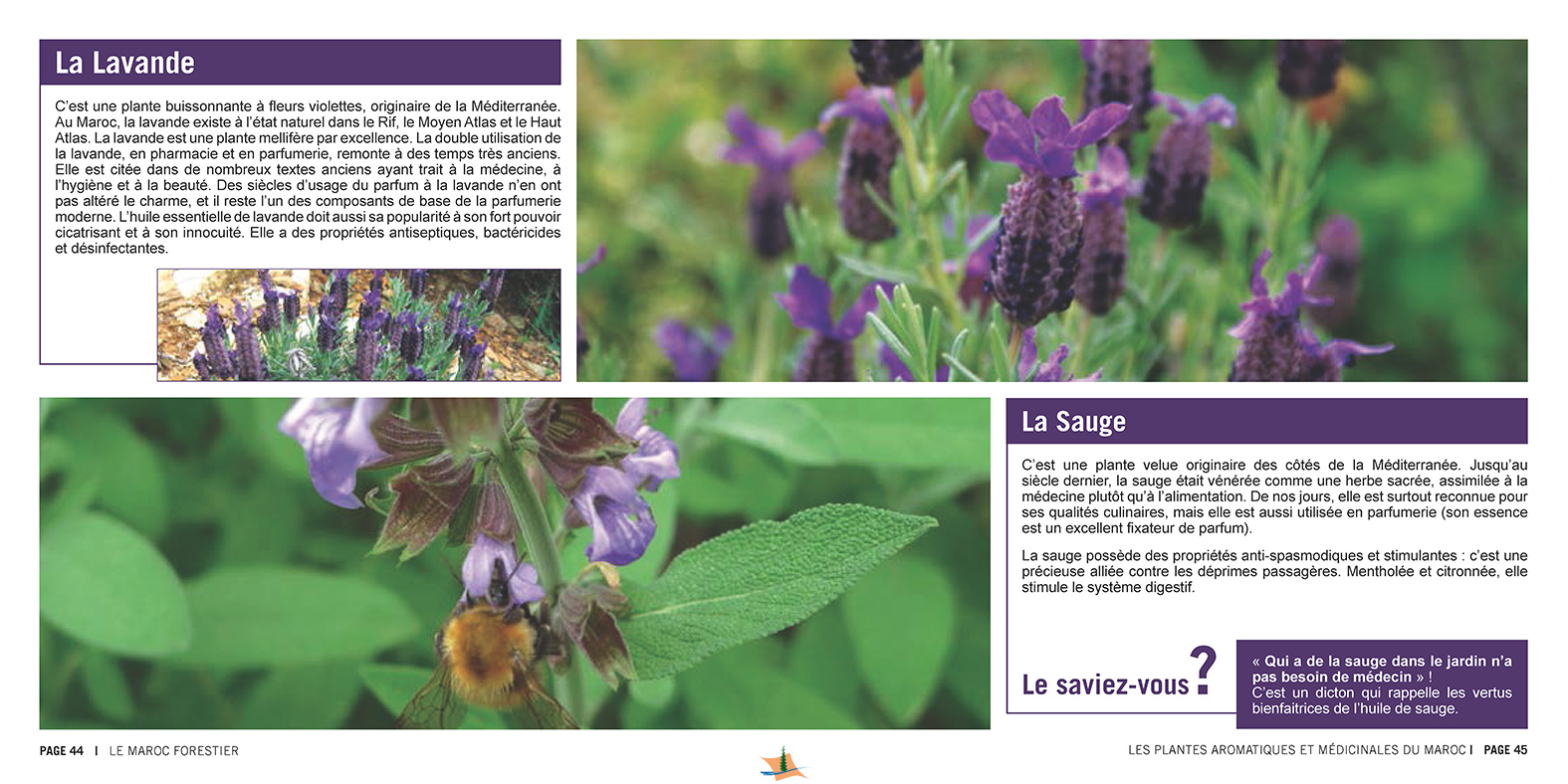 Les Plantes Aromatiques et Médicinales du Maroc Les