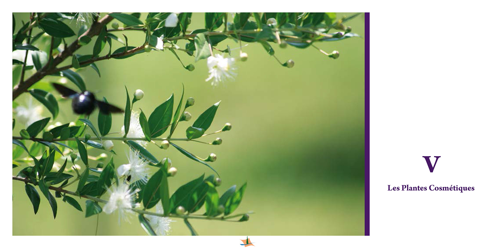 Les Plantes Aromatiques et Médicinales du Maroc Les