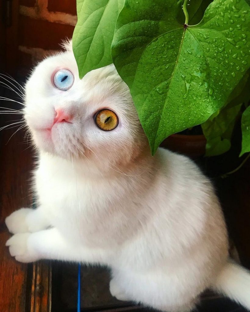 Ce chat aux yeux de couleurs différentes qui vont vous