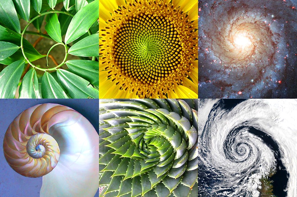 Fibonacci & Golden Ratio coffee cup ea ceramic studio