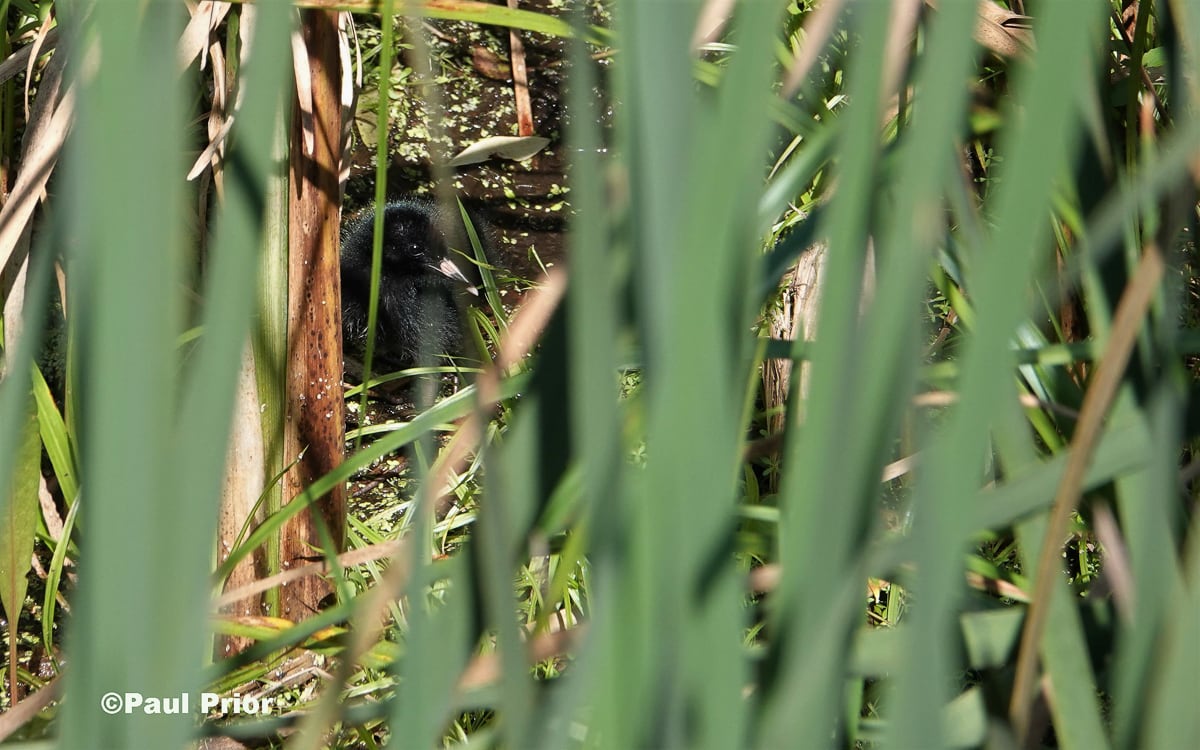 New Brunswick & Grand Manan Birding Tour 2021 EagleEye Tours