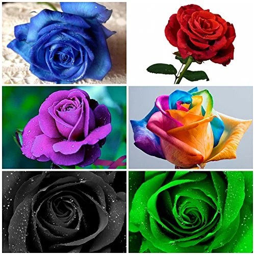 Black Roses, Rainbow Roses and Blue Roses EagleLink Flowers