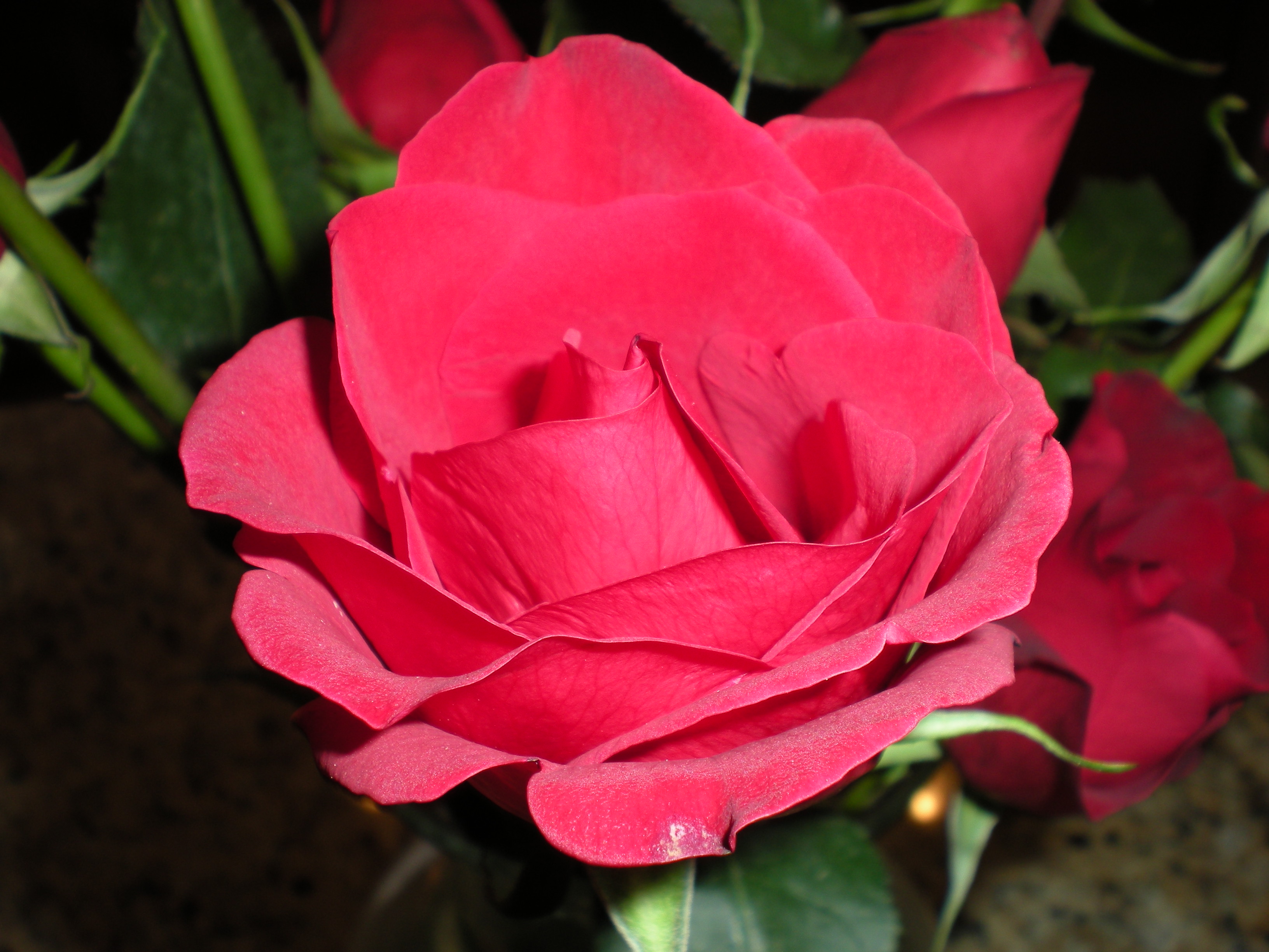 Go Find a "Rose Guy" — EagleLaunch