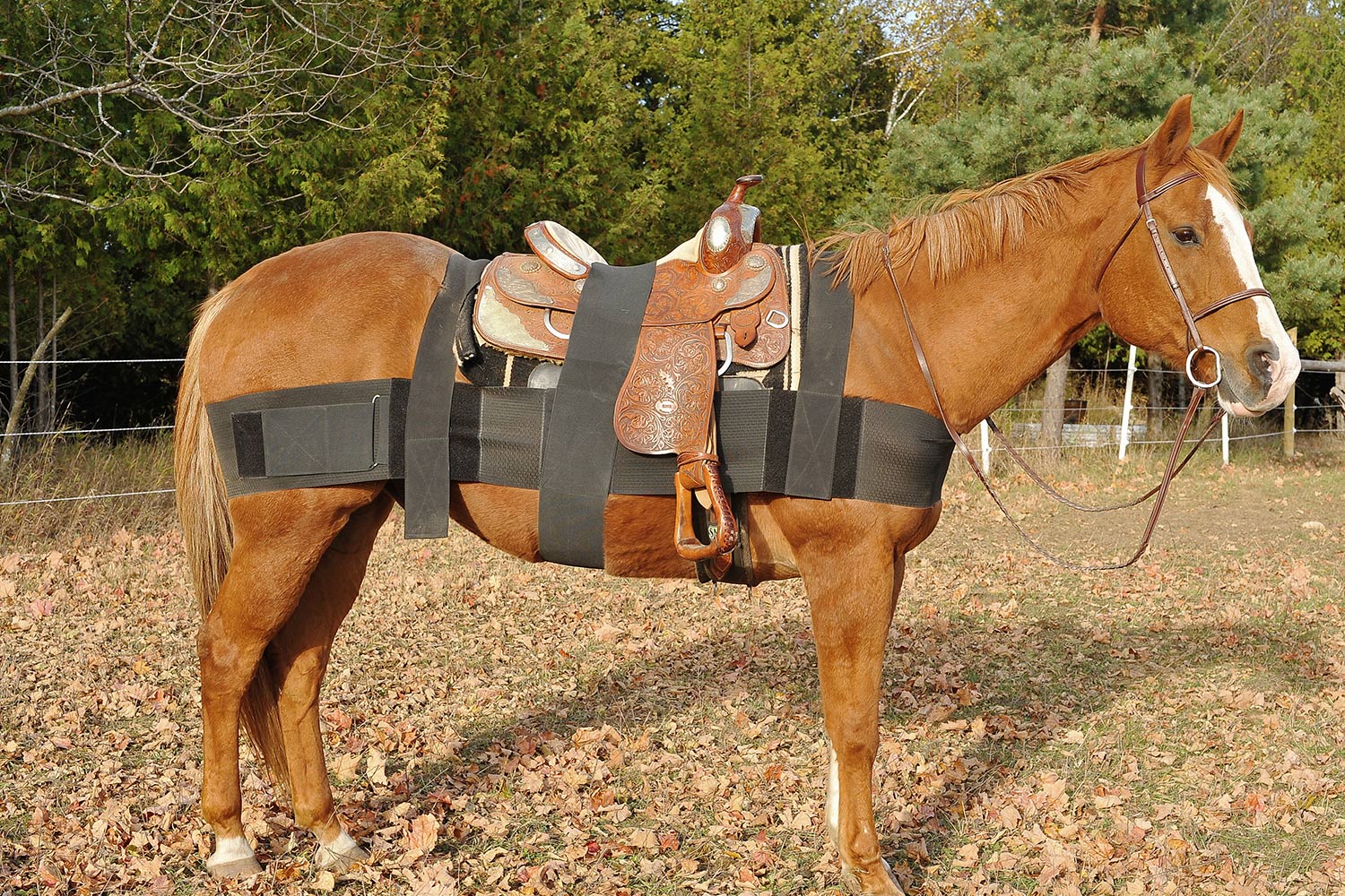 Eagle PROSIX New Rehabilitation Horse Wrap Reconditioning Training