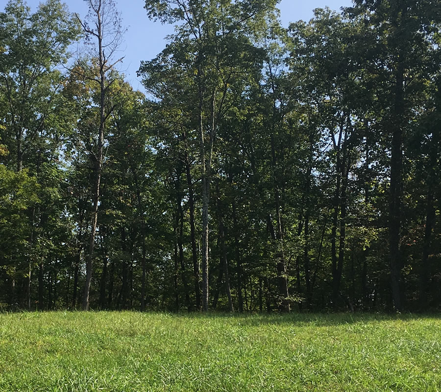 Eagles Bluff TN , Eagle Bluff TN Lots for Sale , Eagle Bluff TN Homes