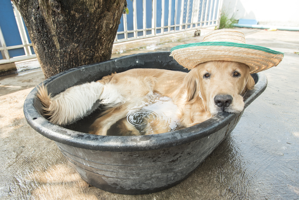 6 Summer Roofing Safety Tips to Beat the Heat EagleView US