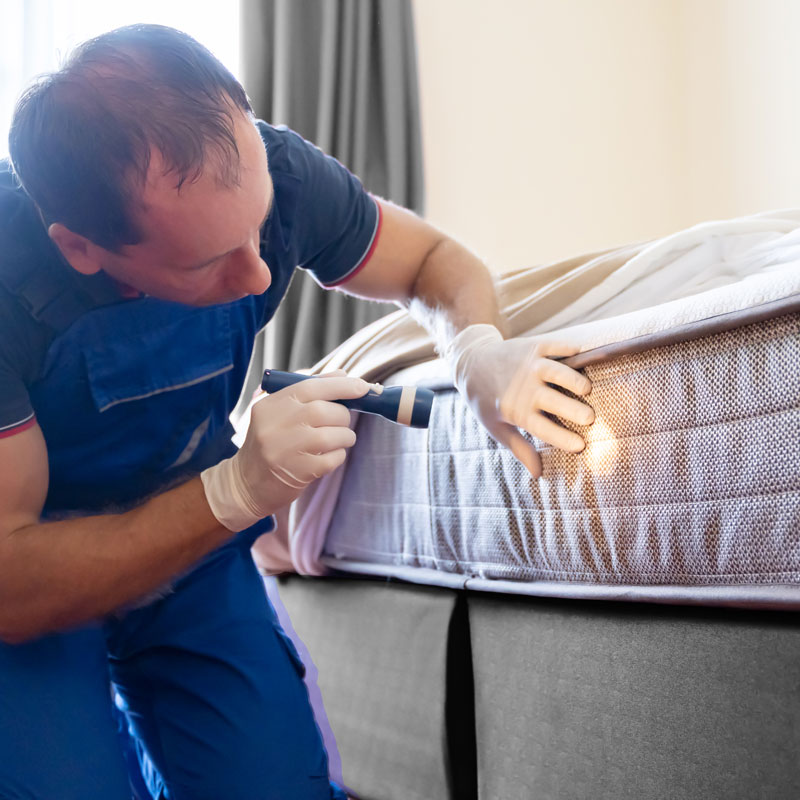 Pest Control, San Jose, CA Bed Bugs Earl's Pest Control