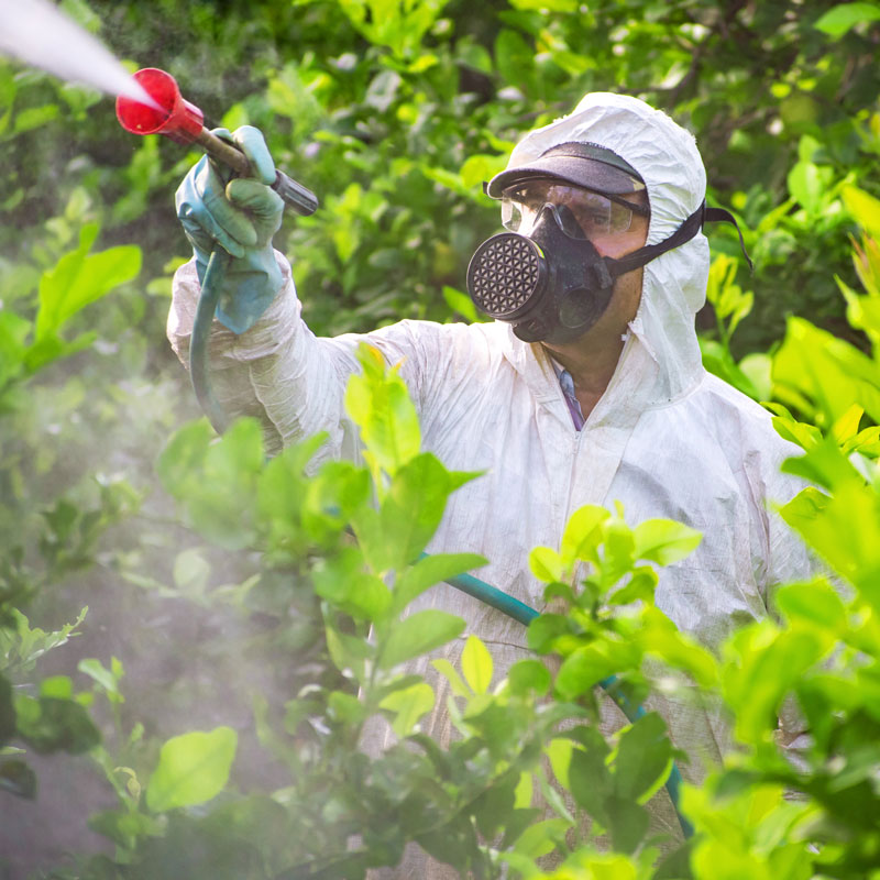 Pest Control, San Jose, CA Bees, Wasps, & Yellow Jackets Earl's