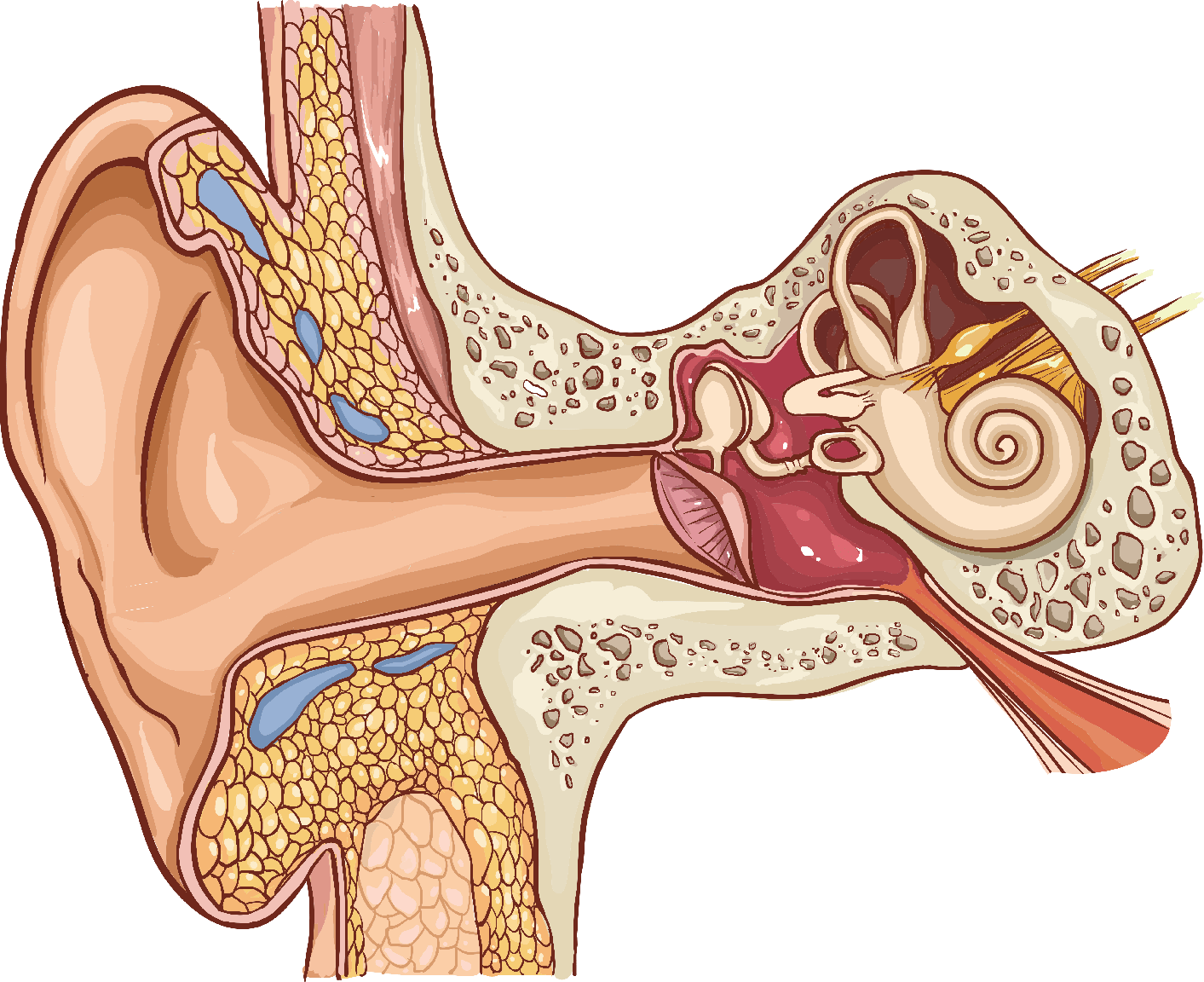 Glue Ear And Grommets EAR SURGEON