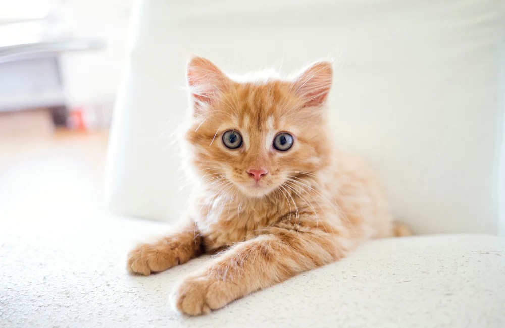 The Top Names for Cats in 2024 earthbath®