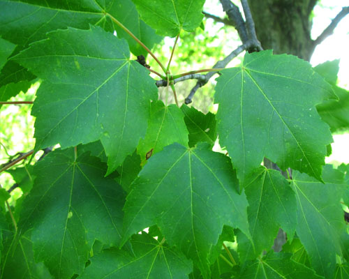 Native SouthernOntario Trees