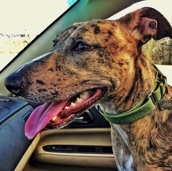 Solid Hemp Martingale Dog Collars earthdog