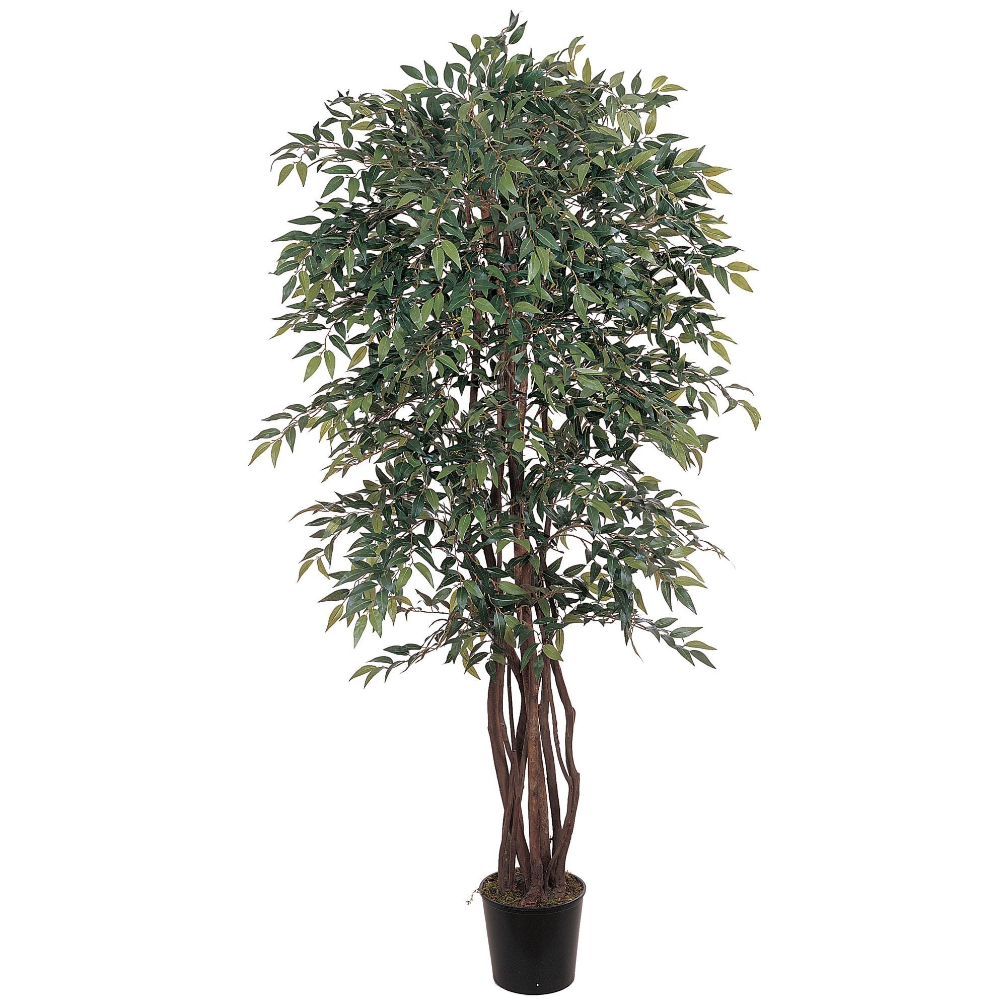 Earthflora > Faux Ficus Trees > 6 feet Smilax Ruscus Tree with a