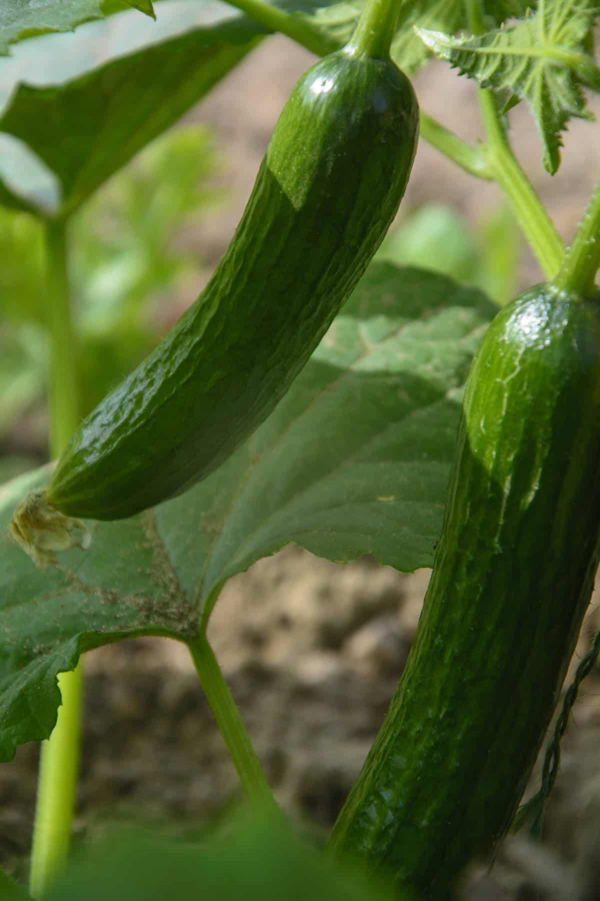 How To Grow English Cucumbers Earth, Food, and Fire