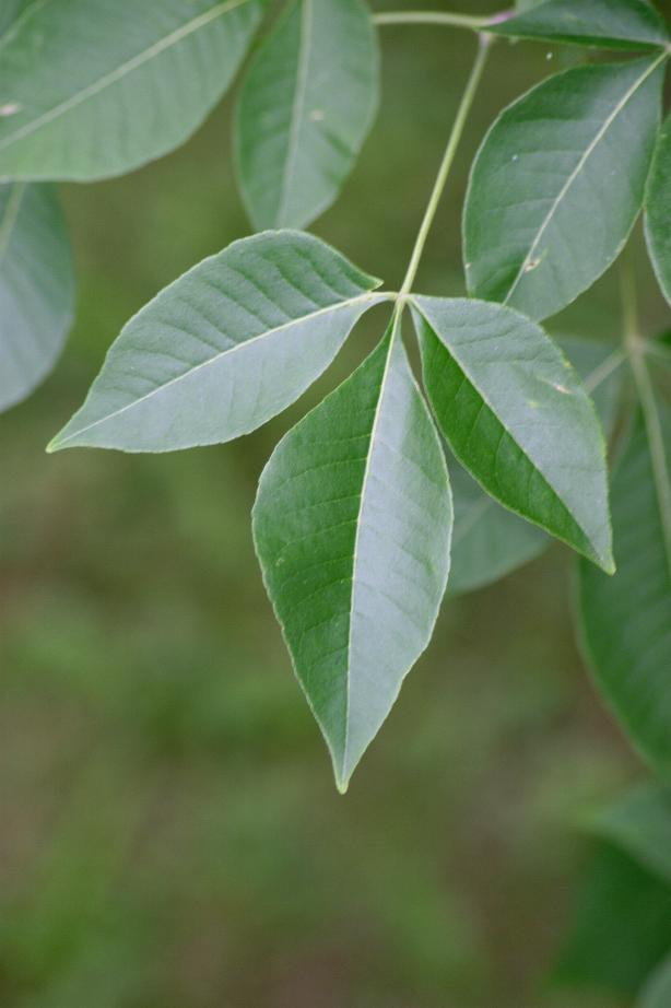 EARTHQUEST Biological Field School Common Hoptree (Ptelea trifoliata) Rare plants of Ontario