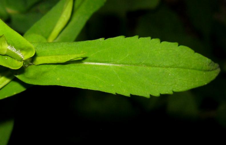 EARTHQUEST Biological Field School Crookedstem Aster (Symphyotrichum prenanthoides) Rare