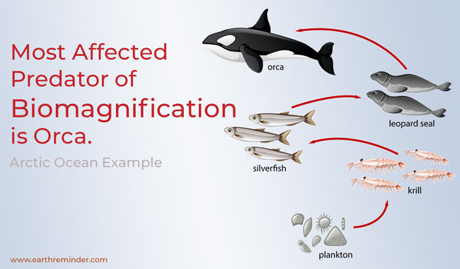 Biomagnification Causes and Effects with Examples