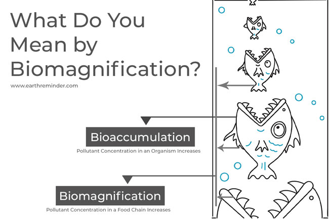 Biomagnification - Causes And Effects With Examples | Earth Reminder