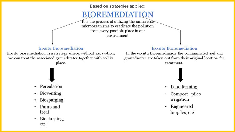 What is Bioremediation? Types and Examples of it Earth Reminder