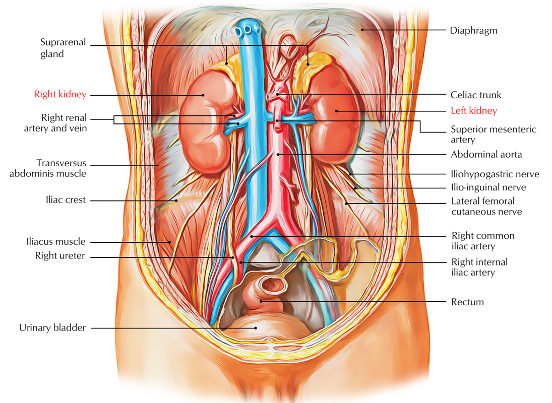 What organ is on the left side under the breast? Easy Notes On 【Kidneys】Learn in Just 4 Minutes! - Earth's Lab