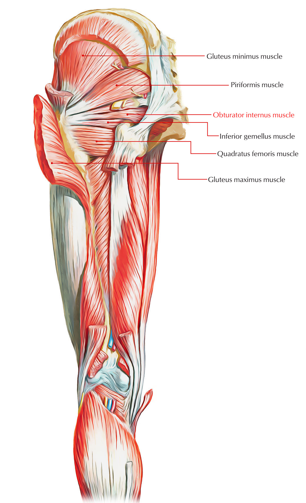 At the top, there is the pelvis bones which do not belong to the lower limb anatomy, but are part of the torso bones. Easy Notes On Muscles Of The Pelvis Learn In Just 6 Minutes Earth S Lab