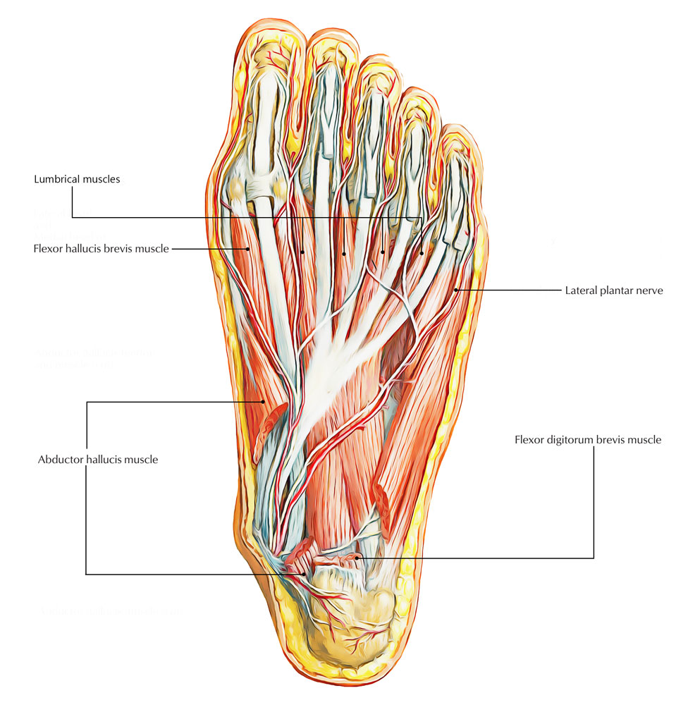 Easy Notes On 【Lateral Plantar Nerve】Learn in Just 3