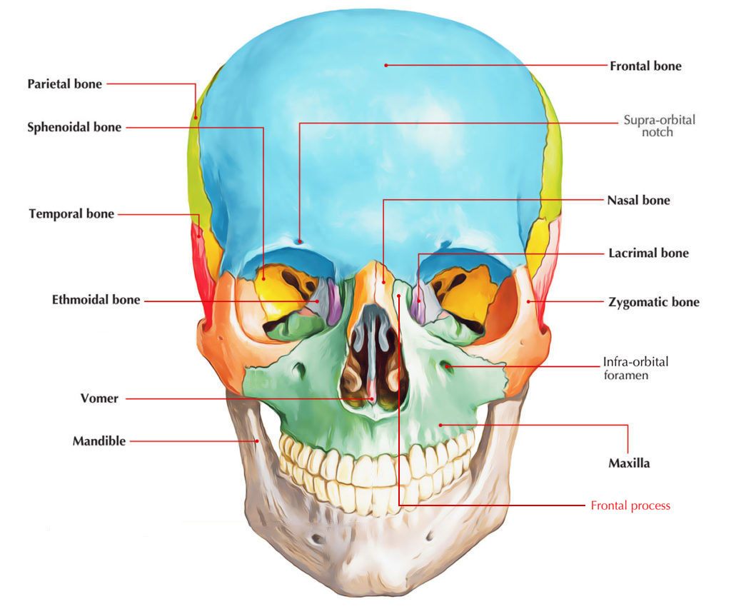 Frontal Process of Maxilla Earth's Lab