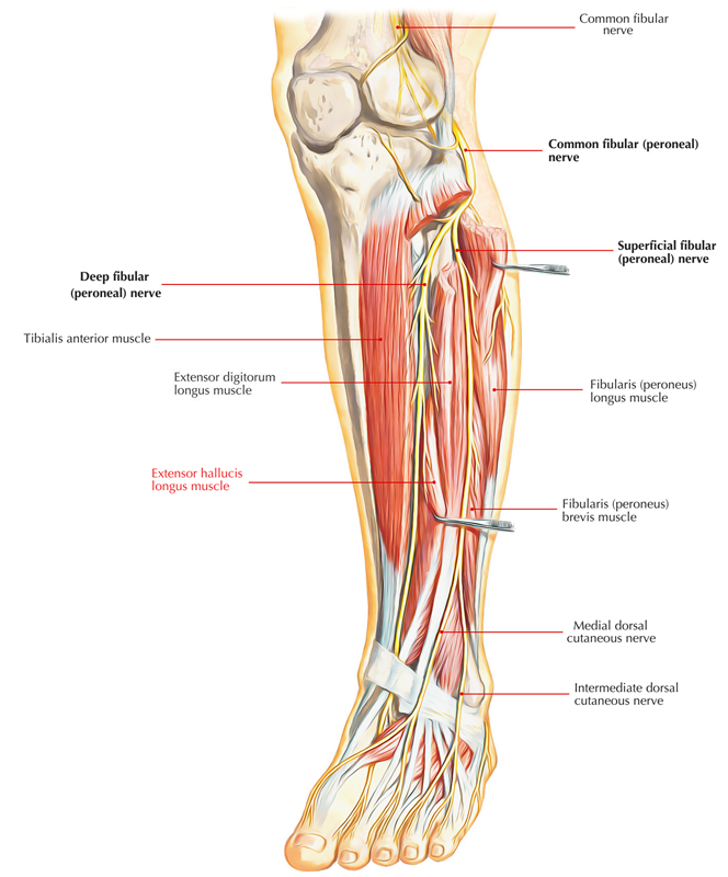 Extensor hallucis longus Earth's Lab