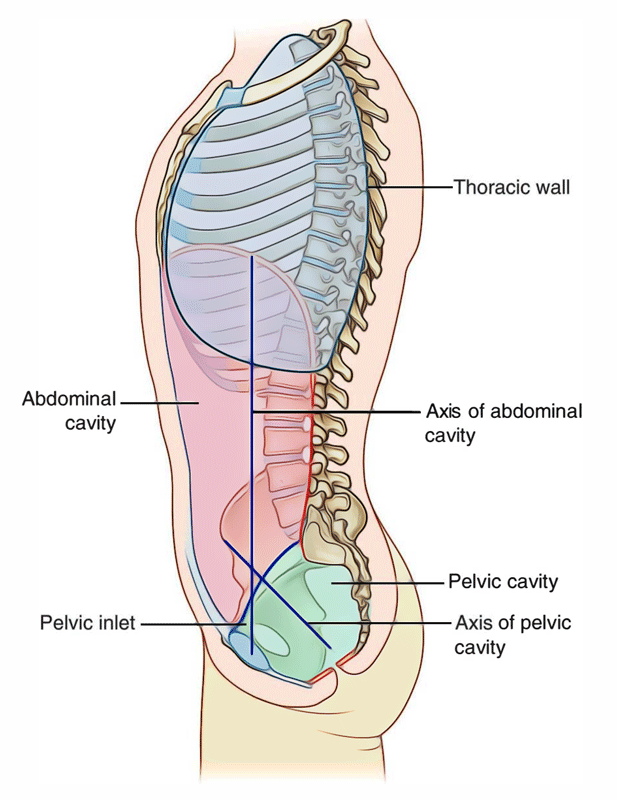 Abdominal Cavity Earth's Lab