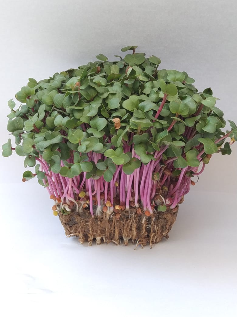 Sesame Microgreens