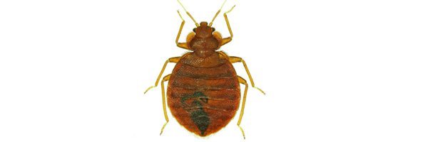 Do You Want To Kill Bugs in Baltimore, MD? eArticles Site