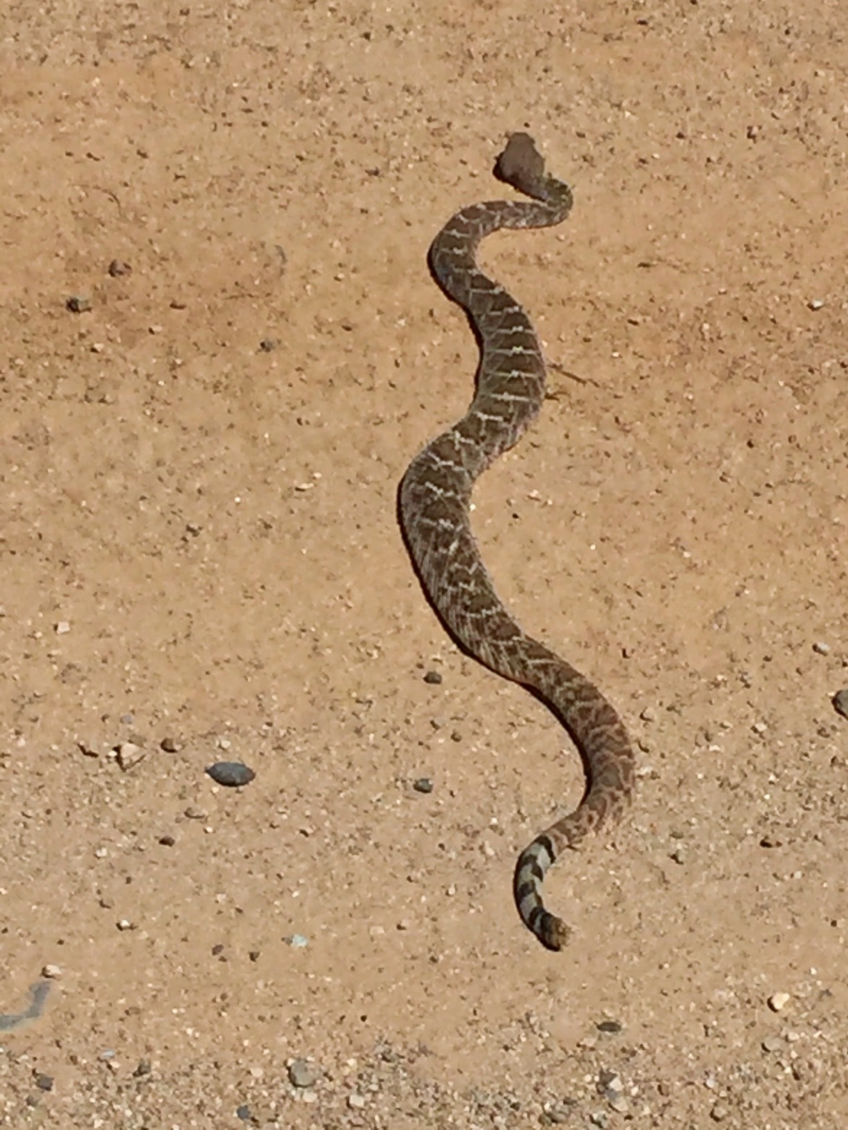 5 Rattlesnake Easing Along