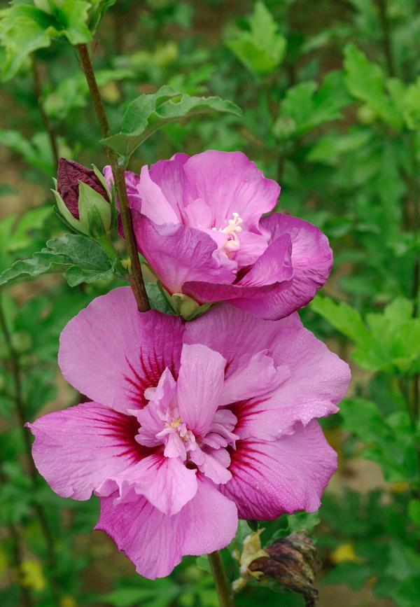 Tahiti™ Hibiscus Hibiscus syriacus Mineru from East Coast Nurseries