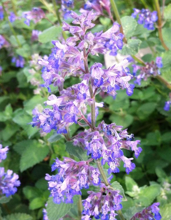 Catmint Nepeta faassenii Dropmore Purple from East Coast Nurseries