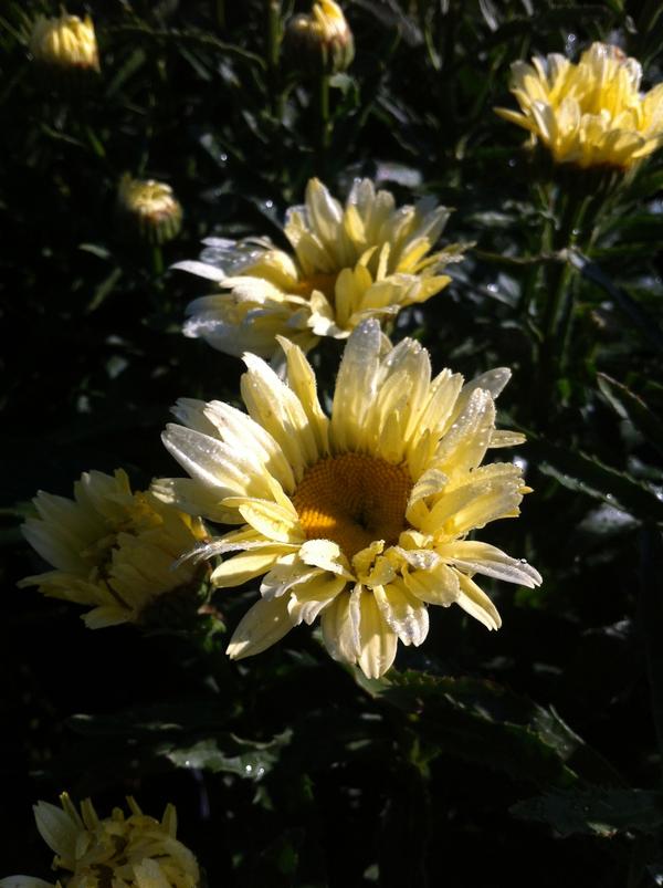 Shasta Daisy Leucanthemum superbum Banana Cream from East Coast Nurseries