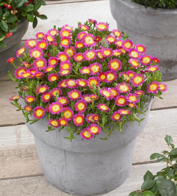 Ice Plant Delosperma cooperi Hot Pink Wonder from East Coast Nurseries